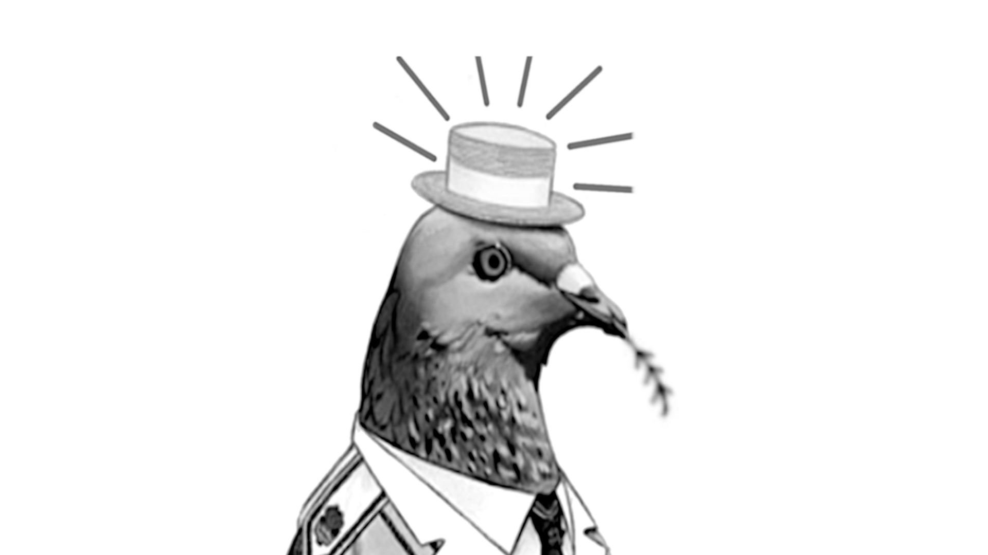 Pigeon Pige-TouT
